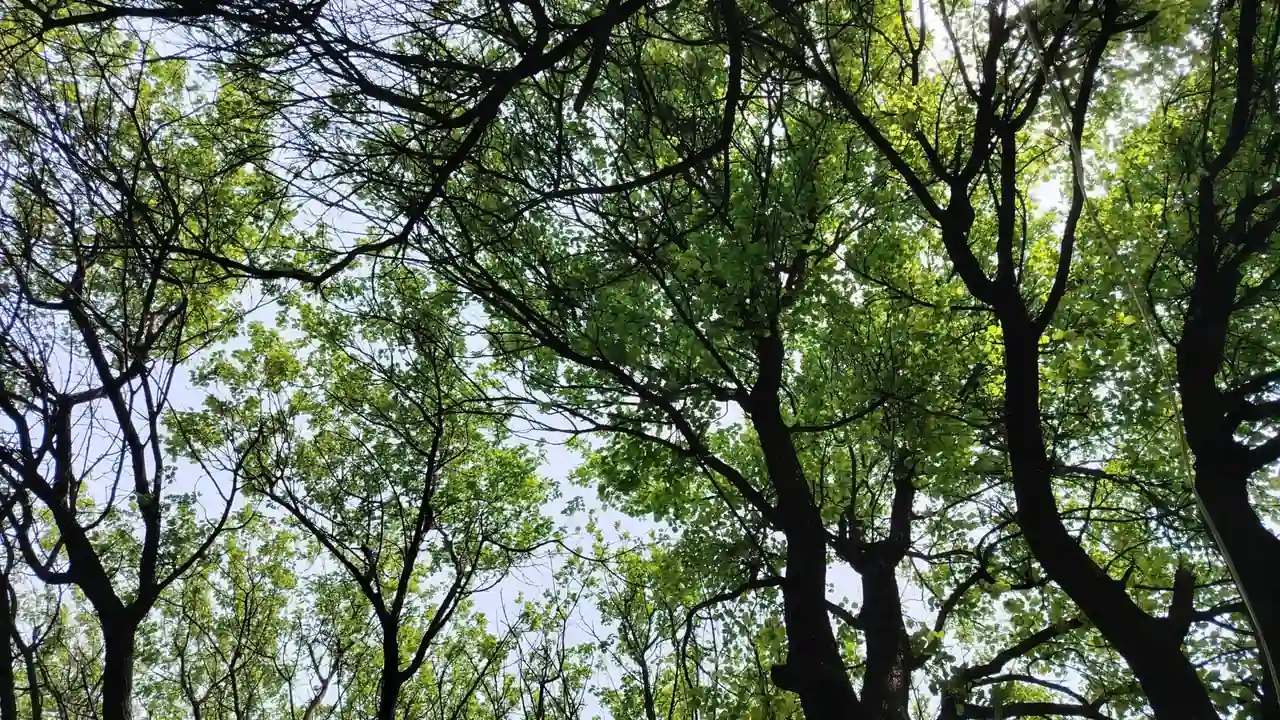 fc2素人妊妇平凡生活中的不平凡故事